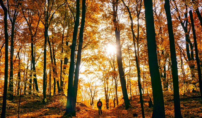 Meaningful Ways to Honor a Late Loved One During Autumn