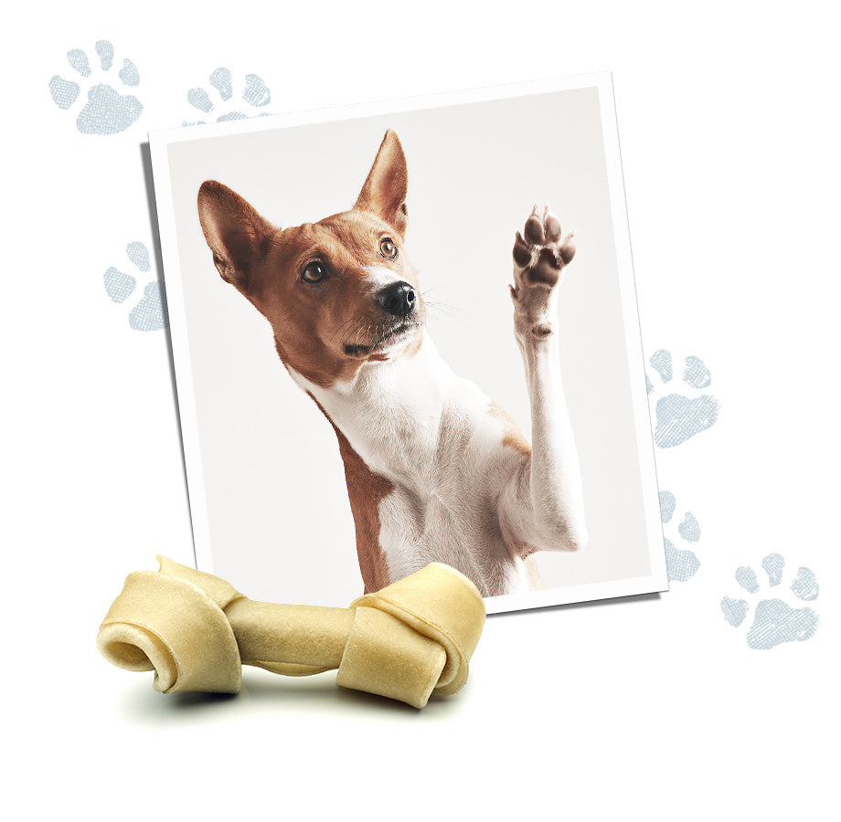 Paw Print Pad - Keep a memory of Your Pet! – Custom Pet Collars